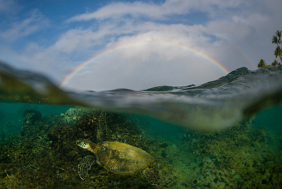 Aloha Honu and rainbow in Maui