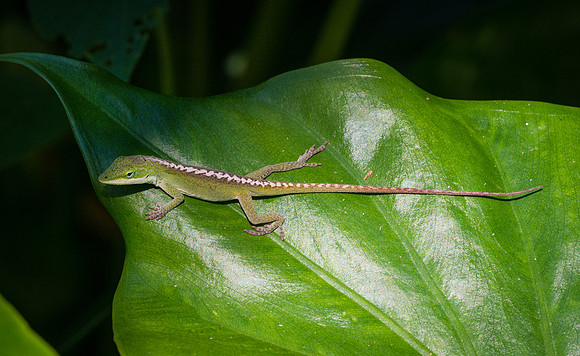 Lizard on a Leaf in Hawaii