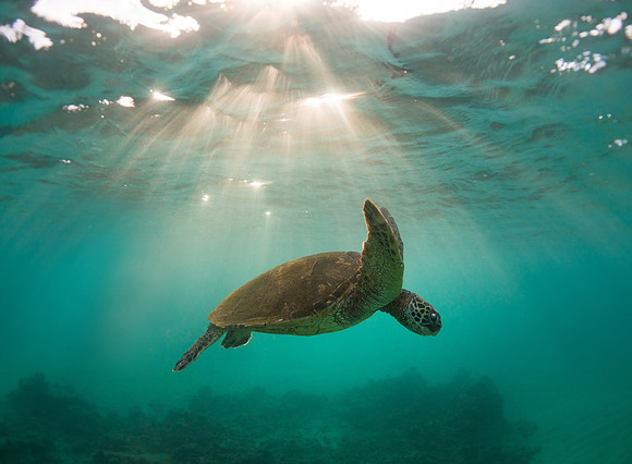 Beam me up!   Honu in Maui