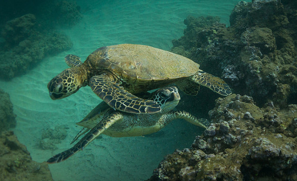 2 Honu Turtles