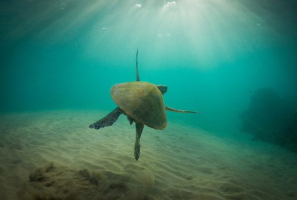Turtle Maui #2