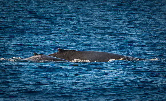 Humpback whale backs, Maui