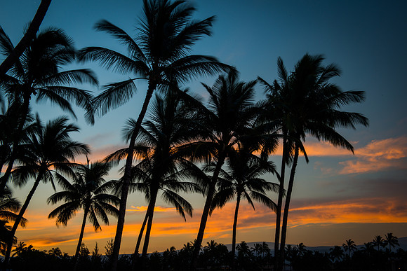 Sunset and Palm Trees on the Big Island