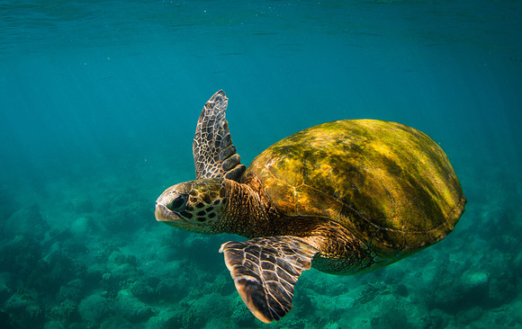 Turtle #1 Big Island of Hawaii