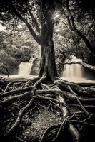Twin Falls black and white, Haiku Maui