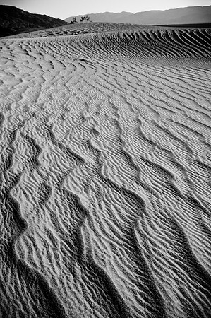 Mesquite Sand Dunes Black and White #5