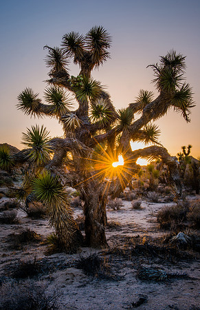 Joshua Tree Sunset #2