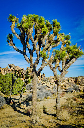 Joshua Trees with blue sky