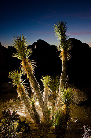 Yucca Trees at night