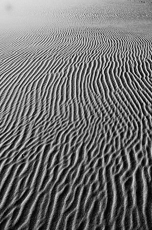 Mesquite Sand Dunes Black and White #7