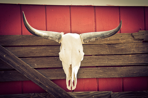 Roadside cowskull