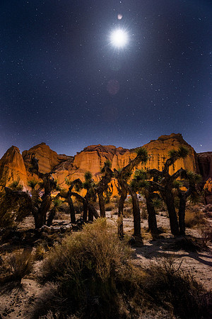 Full Moon over Yucca Trees, Red Rock Canyon, CA