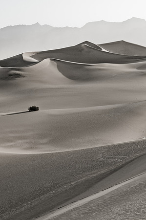 Mesquite Sand Dunes Black and White #6