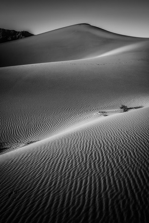 Mesquite Sand Dunes Black and White #4