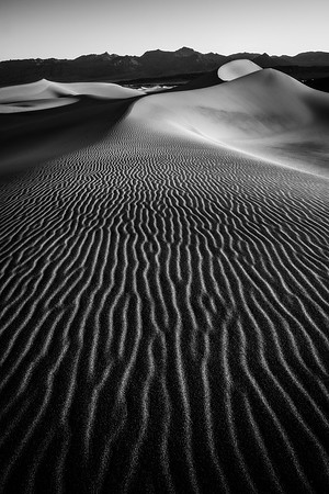 Mesquite Sand Dunes Black and White #1