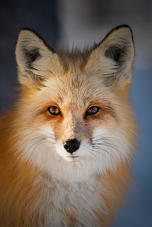 Fox Close-up #3